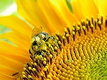 Včelaři si pochvalují krmivo apivital sirup díky jeho špičkové k valitě, více než srovnatelné s kvalitními zahraničními produkty a přesto velice příznivé ceně.