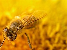 Včely si zaslouží péči a zájem včelaře. Nejen za 'výrobu medu', kterou provádějí, ale též za zahradnickou práci při opylování stromů a dalších rostlin. S krmivy APIVTAL® sirup a APIVITAL® těsto je snadné včelám dát potřebnou péči, protože krmení s prosakovacími kbelíky s "invertem" i vakuově balenými koláči těsta je velmi snadné a včelaři tak mohou mnohem více času věnovat vlastnímu chovu včel a hlavně neustálému rozvíjení svého včelaření...